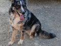 Egitimli dişi border collie genç