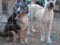 Egitimli dişi border collie genç