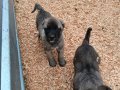 Kaliteli iri kangal yavruları