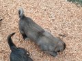 Kaliteli iri kangal yavruları