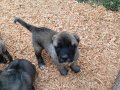 Kaliteli iri kangal yavruları