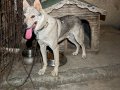 Genç erkek wolfdog