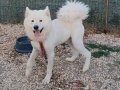 Erkek samoyed eğitimli