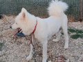 Erkek samoyed eğitimli