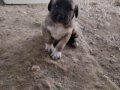 Kaliteli kangal yavruları