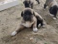 Kaliteli kangal yavruları