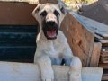 Kaliteli kangal yavruları