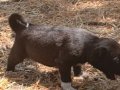 Kara kangal yavruları