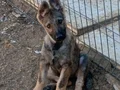 Dişi yavru wolfdog