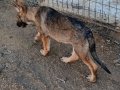 Dişi yavru wolfdog