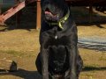 Genç erkek ve dişi cane corsolar