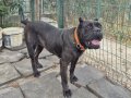 Genç erkek ve dişi cane corsolar