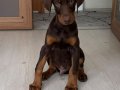 Kızıl yavru doberman