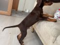 Kızıl yavru doberman