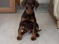 Kızıl yavru doberman