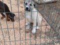 Safkan kangal yavrusu 