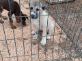 Safkan kangal yavrusu 
