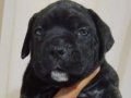 Cane corso yavrular