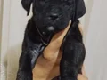 Cane corso yavrular