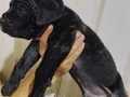 Cane corso yavrular