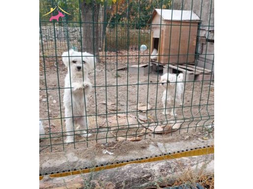Dişi erkek 1 yaşında sıfır numara