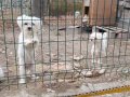 Dişi erkek 1 yaşında sıfır numara