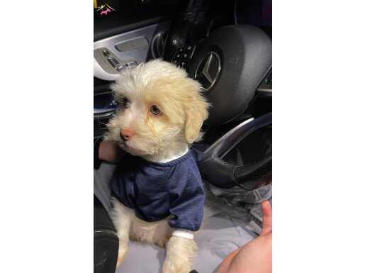 SAĞLIKLI SEVGİ DOLUSU MALTESE 