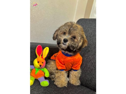 Bu Rakama Yok!!Ayı yavrusu MALTİPOO KARDEŞLER   :)