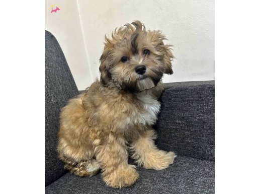 En uygun Bu Rakama Yok!!Ayı yavrusu MALTİPOO KARDEŞLER   :)