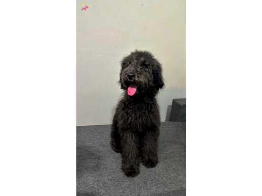 UYGUN FİYATLARLA BLACK POODLE :)