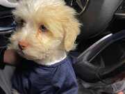 SAĞLIKLI SEVGİ DOLUSU MALTESE 