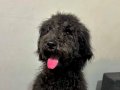 UYGUN FİYATLARLA BLACK POODLE :)
