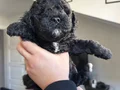40günlük Poodle ev yavrularımız sahiplendirmeye hazır