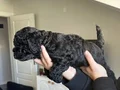 40günlük Poodle ev yavrularımız sahiplendirmeye hazır