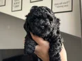 40günlük Poodle ev yavrularımız sahiplendirmeye hazır