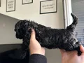 40günlük Poodle ev yavrularımız sahiplendirmeye hazır