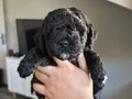 40günlük Poodle ev yavrularımız sahiplendirmeye hazır