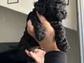 40günlük Poodle ev yavrularımız sahiplendirmeye hazır
