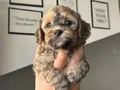 40günlük Poodle ev yavrularımız sahiplendirmeye hazır