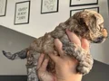 40günlük Poodle ev yavrularımız sahiplendirmeye hazır