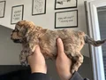 40günlük Poodle ev yavrularımız sahiplendirmeye hazır