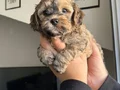40günlük Poodle ev yavrularımız sahiplendirmeye hazır