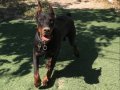 A KALİTE SECERELİ ERKEK DOBERMAN 