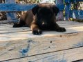 A KALİTE BELÇİKA MALİNOİS YAVRULARI 