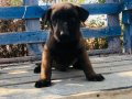 A KALİTE BELÇİKA MALİNOİS YAVRULARI 