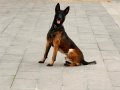 A KALİTE BELÇİKA MALİNOİS YAVRULARI
