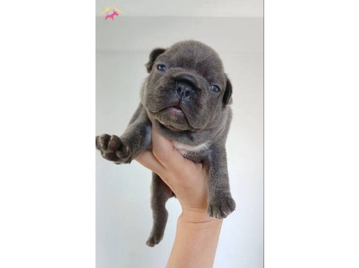 EGZOTIC FRENCH BEBEKLERİMİZ 