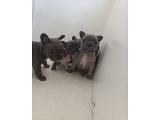 POFİDİK EGZOTIC BEBEKLERIM