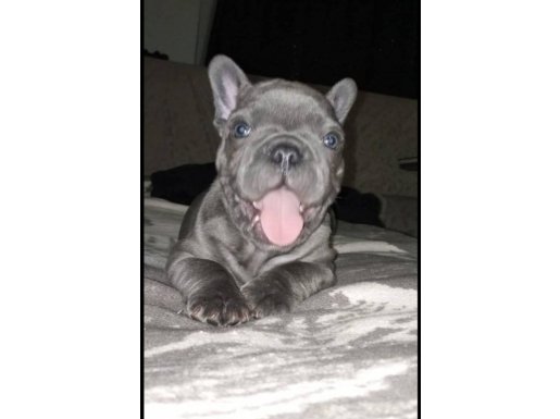 TOSUNCUKLAR YEMİ AİLELERİNİ BEKLİYOR 