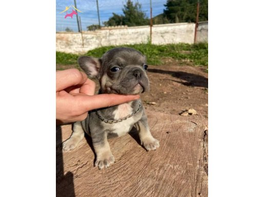 EN KALİTELI EGZOTIC BEBEKLER